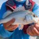 croaker fishing